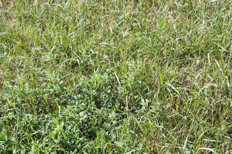 Certifying hay as “weed free” can offer other markets for your hay.  Photo courtesy of Troy Walz.