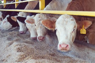 2014 Beef Feedlot Roundtable Webinars Are Now Available On-line. Photo courtesy of Matt Leubbe