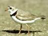 An adult piping plover. (File photo)