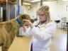 Craig Chandler | University Communications Students give exams to greyhounds as part of UNL's professional program in veterinary medicine.