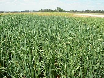 With hay and forage prices where they are currently, planting annual forages into irrigated wheat stubble may be a good option this year. Photo courtesy of Jerry Volesky. 