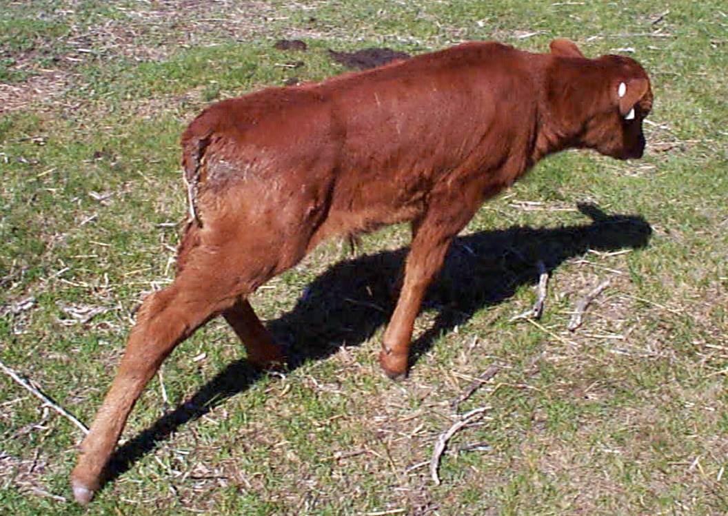 Newborn calves up to a month of age are the most susceptible to scours. Photo courtesy of David R. Smith, DVM, PhD, DACVPM (Epidemiology); Mississippi State University College of Veterinary Medicine.