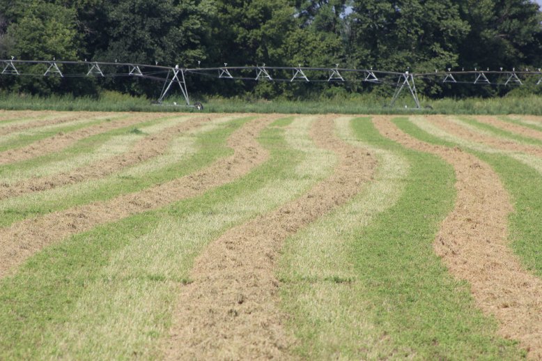 Temperature, humidity, wind speed, and soil moisture content all are important, but solar radiation has the greatest impact on drying rate.  Photo courtesy of Troy Walz.