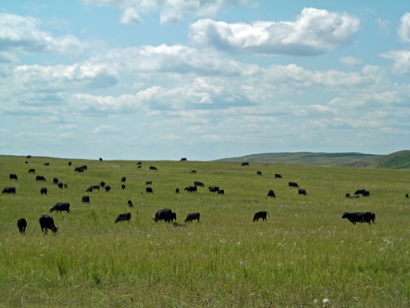 Often grazing plans and recommendations use terminology such as Animal Unit Months (AUMs) to describe the carrying capacity of a given forage or pasture.   Photo courtesy of Troy Walz.