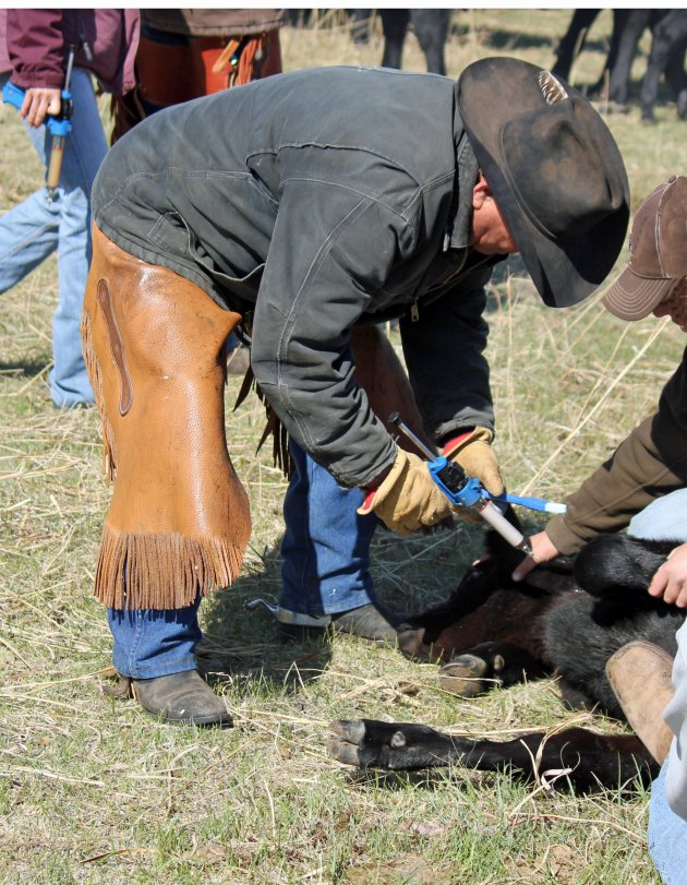 Giving injections in the “triangle” on the neck helps minimize injection sites in the carcass.  Photo courtesy of Troy Walz.