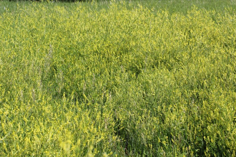 Sweet clover can provide more nitrogen for adjacent grasses than most other legumes.  Photo courtesy of Troy Walz.