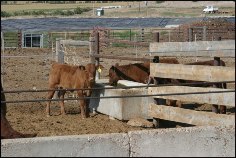 Temperature plays a very critical role in water intake in the young calf. Photo courtesy of Jason Warner.