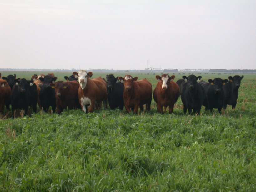 Consider planting oats and turnips in early maturing corn silage fields for fall/winter grazing. Photo courtesy of Jerry Volesky.