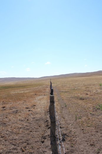 Drought assistance for livestock producers is now available for 2012 and 2013.  Photo courtesy of Troy Walz.