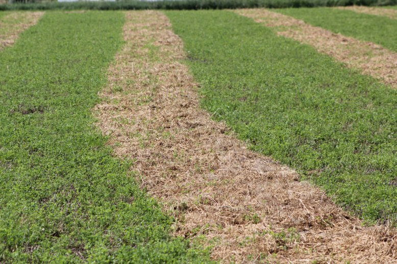  Rained on hay causes many problems.  Photo courtesy of Troy Walz.