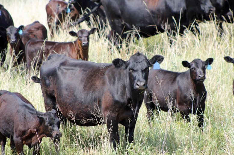  Early weaning calves from cows in August will require additional high quality feed and management.