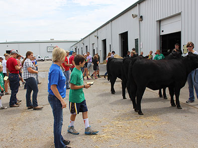 The 4-H/FFA Livestock Judging Contest will consist of two beef, two sheep, two swine and one meat goat class.