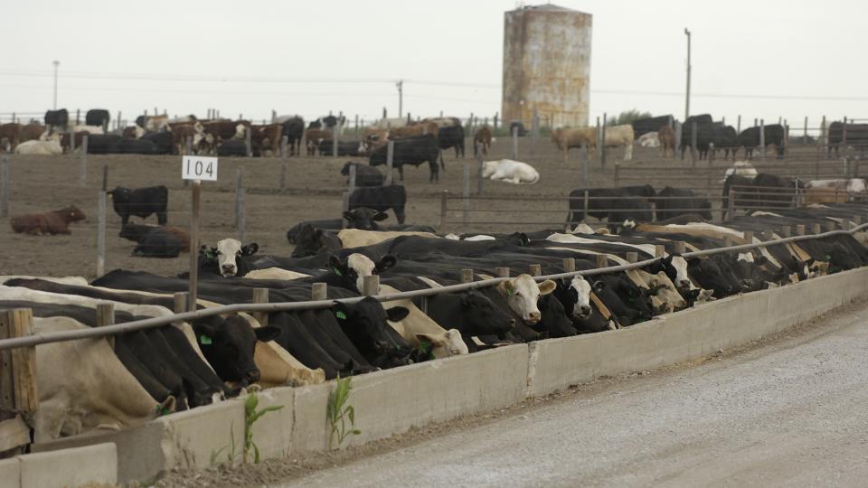 A new study conducted by scientists from UNL and the USDA has found that the feed additive Zilmax has no noticeable effect on cattle health or well-being. The study came after sales of the additive were temporarily suspended in 2013.