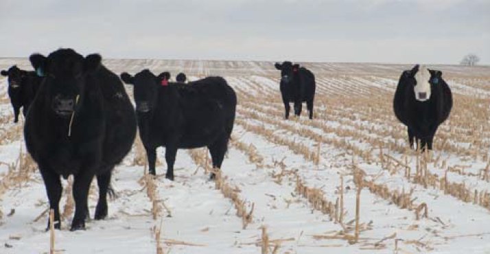 The 2014 High Plains Nutrition & Management Roundtable theme is “Focus on Increasing Cow Herd Size and Beef Production.”