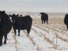 The2 014 High Plains Nutrition & Management Roundtable theme is “Focus on Cow Herd Size and Beef Production.”