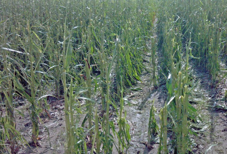 Several areas of the state have a significant amount of weather-related damage, including wind and hail to both corn and soybean fields.