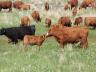 The average rental rates per month for cow-calf pairs are about 20 to 25 percent higher in 2014 compared to 2013.