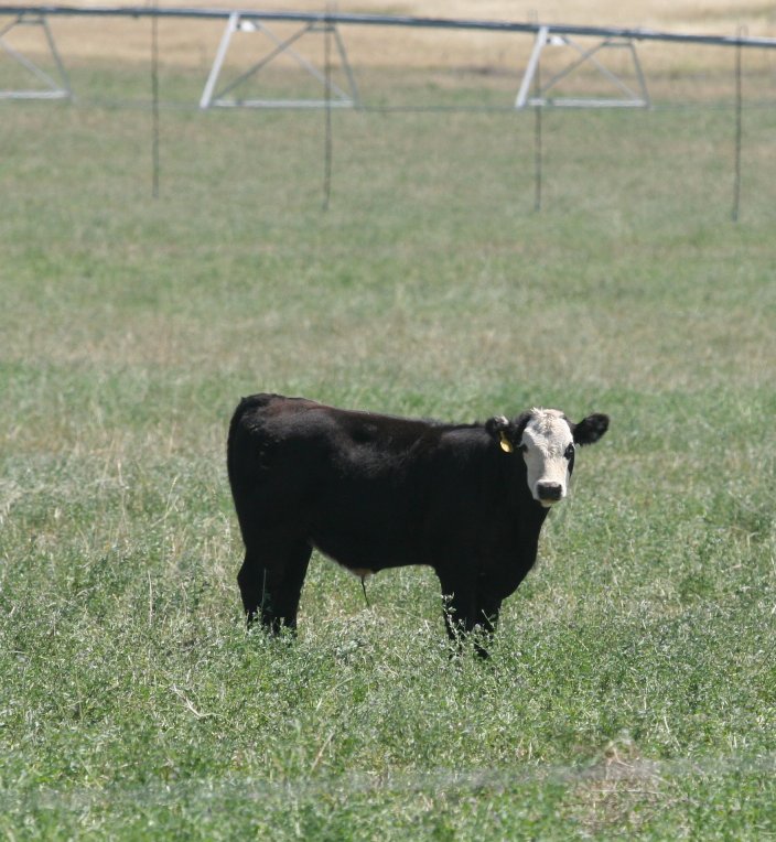 The nutrient density of the weaned calf diet depends on the size of the calf, the desired rate of gain, and the feedstuffs available. Photo courtesy of Karla Jenkins.