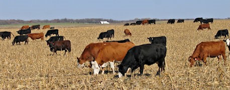Cattle will select the grain and best quality forage first when initially turned into a field.  Photo courtesy of Aaron Berger.