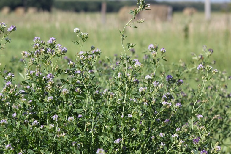 Many growers find that grazing alfalfa in the fall provides some special flexibility that often is useful this time of year.  Photo courtesy of Troy Walz.