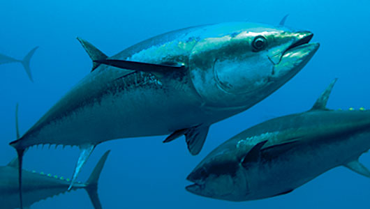 Tatiana Height, a senior environmental studies major, is actively recruiting members for Tuna Troopers, a group that works to bring sustainable tuna to campus and promote eco-friendly seafood as a means to preserve ocean biodiversity.