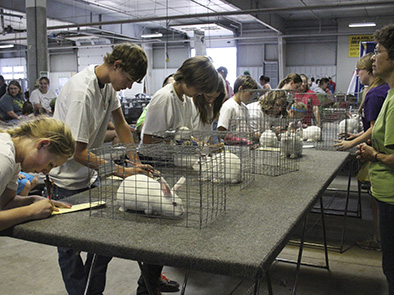 A session at the 4-H Fall Rabbic Clinic will be how to judge rabbits. Pictured are 4-H'ers judging rabbits at the 2014 Lancaster County Super Fair.