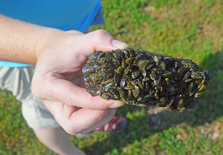 Zebra mussels attached to a rock pulled from Offutt Base Lake on Sept. 26. (Mekita Rivas | Natural Resources)