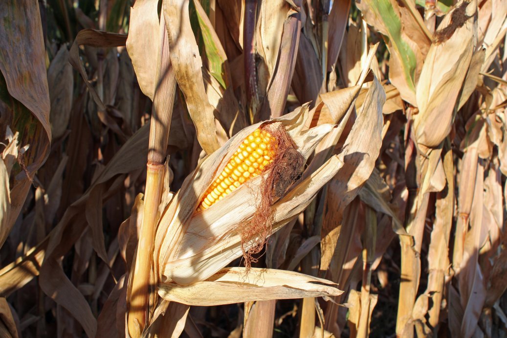 Corn fields with greater grain production can have greater stocking rates than fields with lower grain yields.  Photo courtesy of Troy Walz.