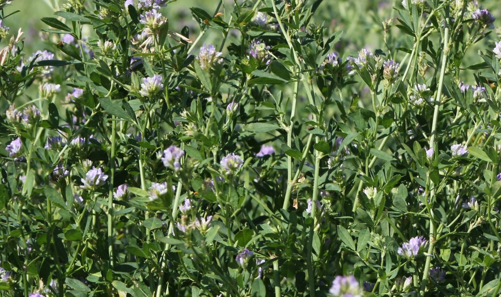 Alfalfa cut in October tends to be rich with very high quality.  Photo courtesy of Troy Walz.