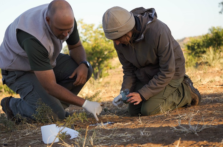 Andrei Snyman and Audra McCaslin work on casting a track of a lion footprint during the UNL study abroad trip to Botswana. (Photo by Jazmin Castillo)