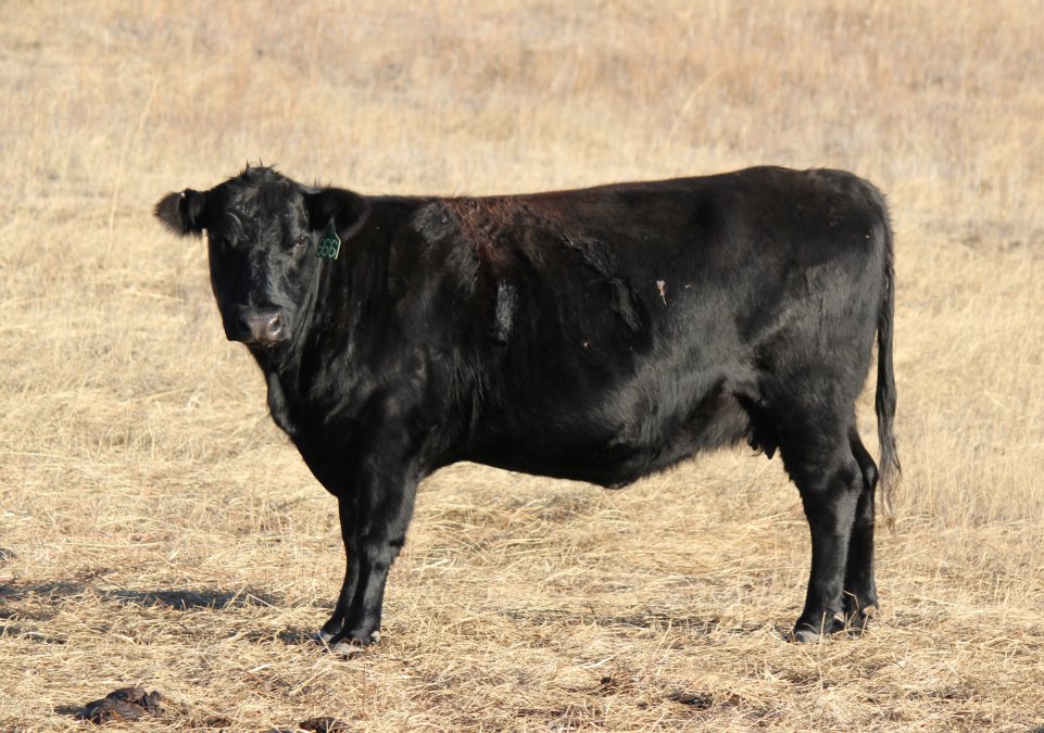 Now is the time to body condition score your spring-calving herd.  Photo courtesy of Troy Walz, Nebraska Extension.
