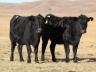 What can you do to protect your herd from outside diseases brought in by new cattle?  Photo courtesy of Troy Walz, Nebraska Extension.