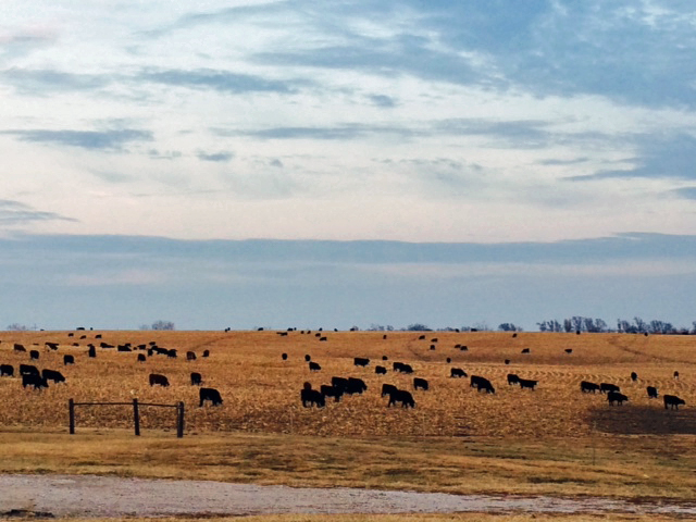 The Three-State Beef Conference is designed to give beef cattle producers and others in the beef industry a regular update on current cow-calf and stocker topics.  Photo courtesy of Lindsay Chichester, Nebraska Extension.