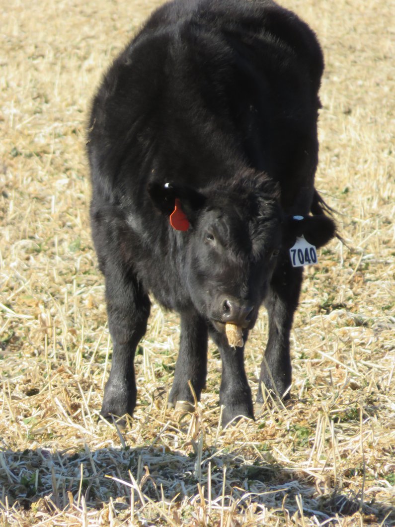 Those that rent ground for residue or cover crop grazing should talk with the grower to be sure that the herbicides applied allow use of the forage for feed. Photo courtesy of Mary Drewnoski, Nebraska Extension.