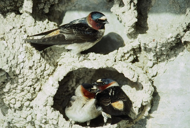 A 30-year study of cliff swallows, a long-distance migrant bird species, has revealed that global climate change is altering their breeding habits. (Photo courtesy Mary Bomberger Brown)