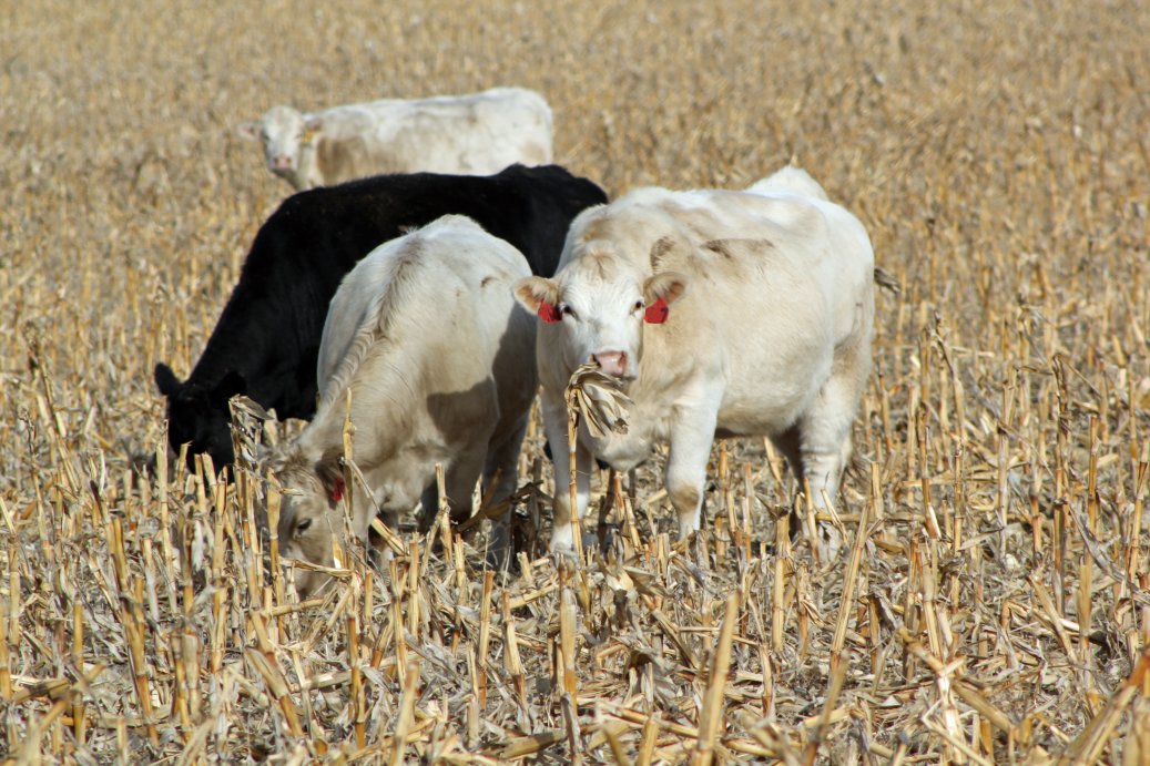 Additional profit centers can be a means to generate extra income.  Photo courtesy of Troy Walz, Nebraska Extension.