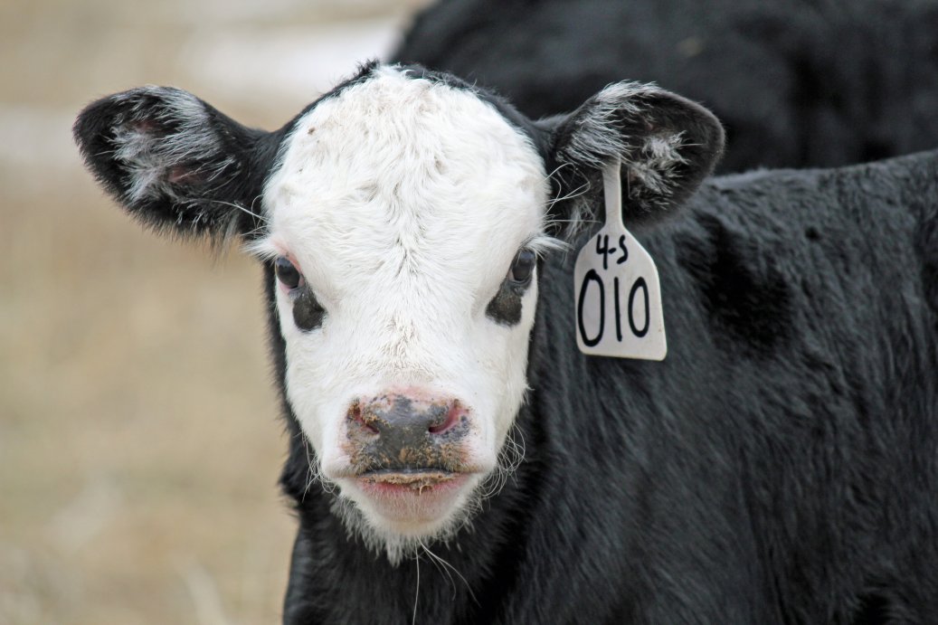 There are definite advantages for calves born in the first 21 days of the calving season.  Photo courtesy of Troy Walz, Nebraska Extension.