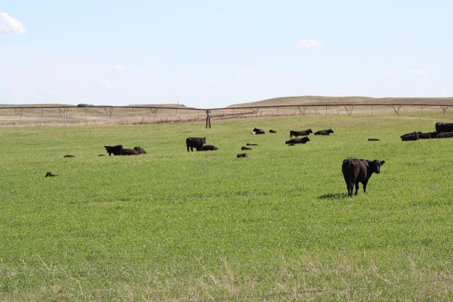 Decreased corn prices and increased cattle prices have stimulated interest in converting cropland back into grass pastures.  Photo courtesy of Troy Walz, Nebraska Extension.