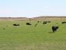Decreased corn prices and increased cattle prices, have stimulated interest in converting cropland back into grass pastures.  Photo courtesy of Troy Walz, Nebraska Extension.