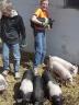 Pictured are 2014 Pick-A-Pig 4-H members with their young pigs shortly after they arrived at the local host farm. 
