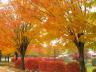Autumn-Leaves-Wallpapers.jpg