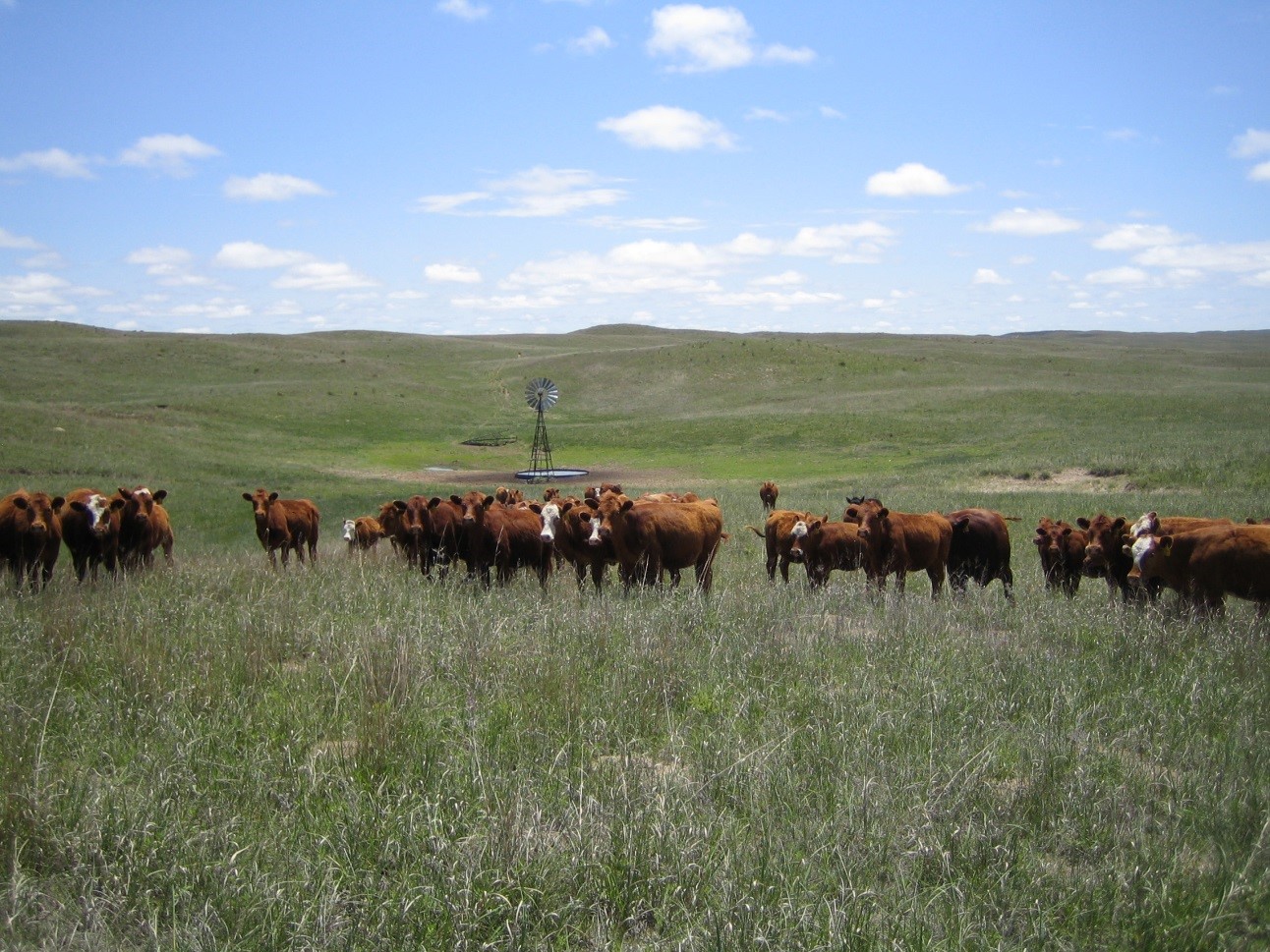 Planning for the upcoming grazing season is important and should include factors such as estimated stocking rates, time of grazing for specific pastures, as well as contingency plans in the event of dry conditions.  Photo courtesy of Jerry Volesky.