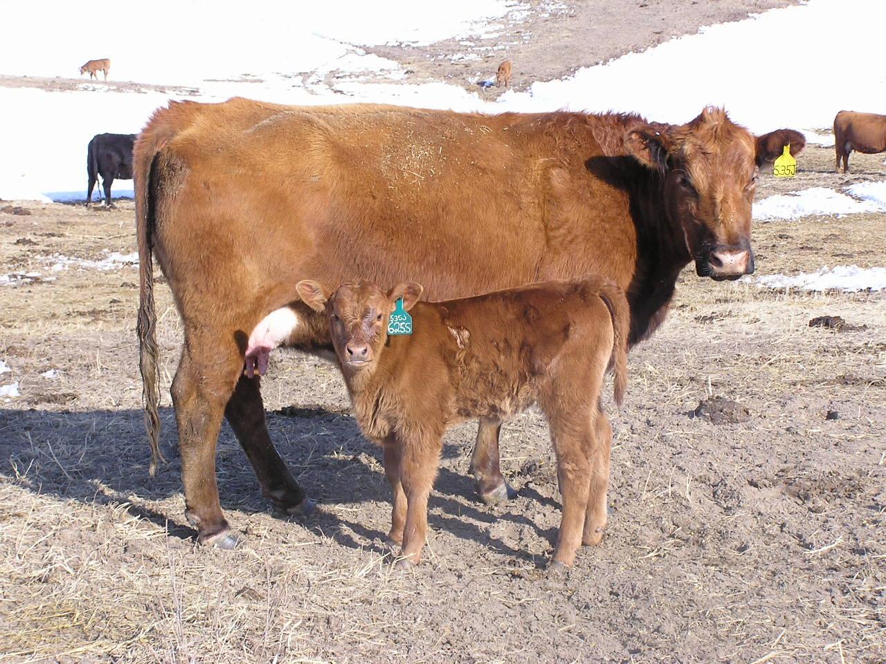 Having a plan and preparing ahead of time for the calving season can help to minimize calf loss, increasing the percent calf crop at weaning.  Photo courtesy of Aaron Berger.