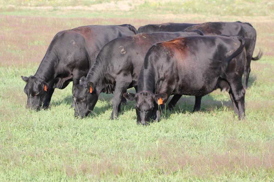 Cattle grazing green grass get plenty of vitamin A.  Photo courtesy of Troy Walz.