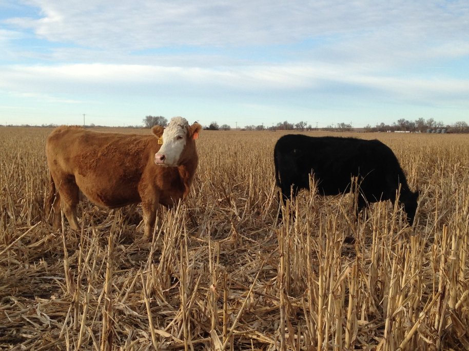 Grain sorghum residue provides similar quality to corn residue and can be more accessible in winters with deep snow cover.  Photo courtesy of Duane Vorderstrasse, Hebron, NE, Director, Nebraska Grain Sorghum Board.