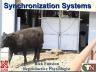 Estrus Synchronization in Heifers and Cows Webinar.