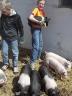 Pictured are 2014 Pick-A-Pig 4-H members with their young pigs shortly after they arrived at the local host farm.