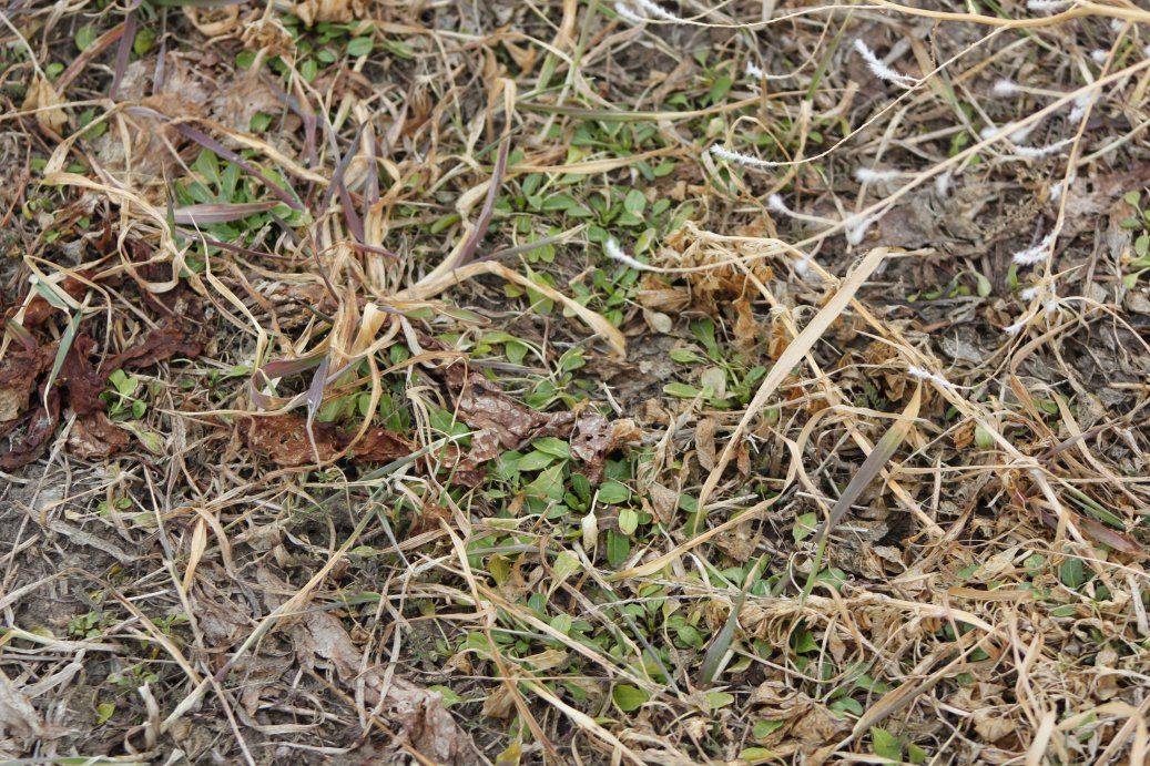 Timing is crucial when controlling winter annual weeds in alfalfa.  Photo courtesy of Troy Walz.