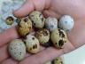Coturnix Quail eggs are due to hatch on EGG Cam at http://go.unl.edu/eggcam