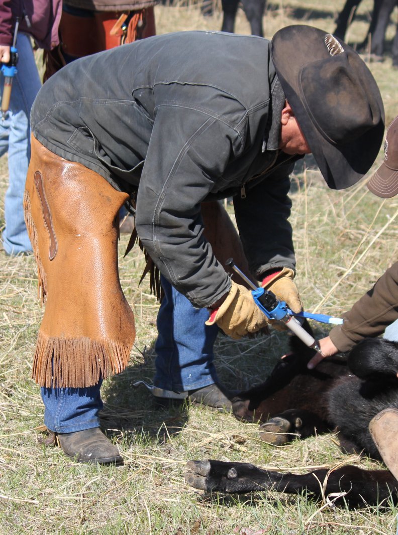 Branding / Pre-Breeding … Calf and Cow Management Activities to Consider, Announce